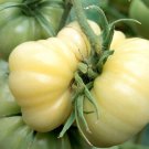 White Wonder Beefsteak Tomato one pack seed local US