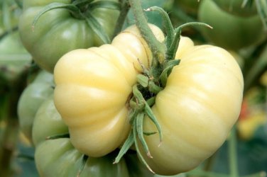 White Wonder Beefsteak Tomato one pack seed local US