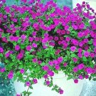2000 Shanin Wild Petunia Seeds Trailing