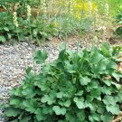 201 Alumroot Coral Bells Seeds Container