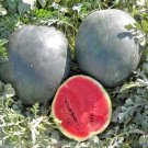 41 Sugar Baby Watermelon Seedsvine 5-9Lbs