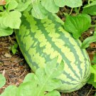 26 Congo Watermelon Seedsvine Xl 30-50Lbs
