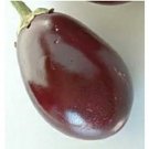 51 Ravayya Eggplant Seeds Indiavegetable