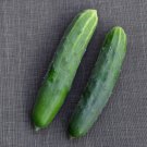 31 Marketmore 76 Cucumber Seeds Vegetable