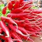 301 Red Arrow Radish Seeds Mild Sweet Container Vegetable