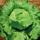 601 Great Lakes Batavian Head Lettuce Seeds