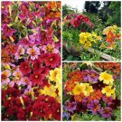 301 Painted Tongue Mix Seeds Sun Shade