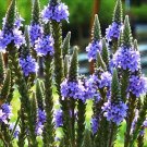 201 Blue Vervain Seeds Herb Tea Drought