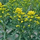101 Stiff Goldenrod Seeds Drought Heat Cold Autumn