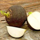 401 Black Spanish Round Radish Seedvegetable