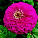 301 Purple Zinnia Seedsing Annual