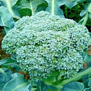 301 Green Sprouting Broccoli Seedscool Season Vegetable