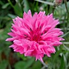 501 Pink Cornflower Seeds Bachelor Button Cut Dried