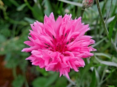 501 Pink Cornflower Seeds Bachelor Button Cut Dried