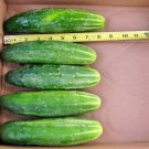 51 Straight 8" Pickles Cucumber Seeds Vegetable