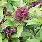 301 Siam Queen Basil Seeds Herb Vegetable