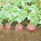 501 Purple Top Rutabaga Seeds Vegetable