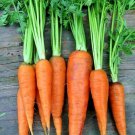 401 Danvers Carrot Seedsvegetable Heavy Soils