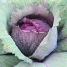 401 Red Acre Cabbage Seedsvegetable