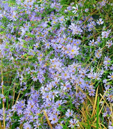 101 Sky Blue Aster Seeds Fall