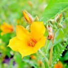 501 Lindley'S Blazing Star Seeds Annual Native Desert