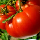 51 Mortgage Lifter Tomato Seeds Nativevegetable