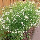 201 False Aster Seeds Fall