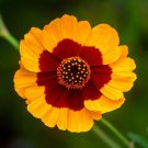 2001 Plains Coreopsis Seeds Drought Heat Pollinators Tickseed