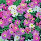 1001 Virginia Stock Seedsing Groundcover Borders