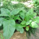 301 Midewiwan Sacred Tobacco Seeds Herb Container