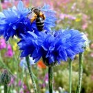 501 Blue Cornflower Seeds Bachelor Button Cut Dried