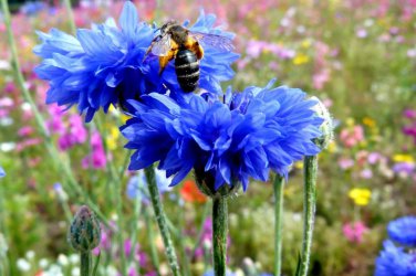 501 Blue Cornflower Seeds Bachelor Button Cut Dried