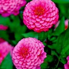 301 Pink Zinnia Seedsing Annual Luminosa