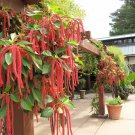 501 Amaranthus Love Lies Bleeding Seeds Container