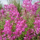 51 Utah Northern Sweetvetch Seeds Drought Heat Cold