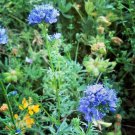 401 Globe Gilia Thimble Seeds Native Southwest Wildflower Drought Heat