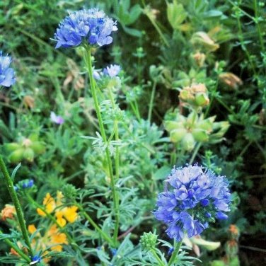 401 Globe Gilia Thimble Seeds Native Southwest Wildflower Drought Heat
