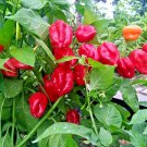 51 Red Caribbean Habenero Hot Pepper Seed Vegetable