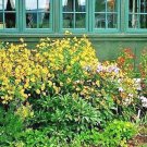 501 Autumn Sneezeweed Seed