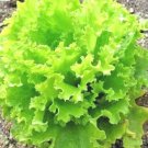 601 Salad Bowl Lettuce Seeds Vegetable Lose Leaf Romain