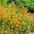 301 English Wallflower Seeds Groundcover Boarders Containers