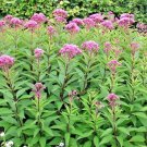 201 Joe Pye Weed Seeds Vanilla Heat Cold