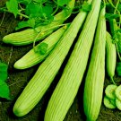 41 Armenian Cucumber The Duke No Peel Tzatziki Yogurt Sauce 18-36"  Long