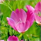 1001 Purple Gleam California Poppy Seeds