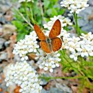 1001 White Yarrow Seed Milfoil