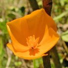 1001 Dwarf Tufted California Poppy Seeds