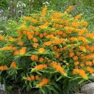 51 Orange Butterfly Weed Seeds Container Heat Cold