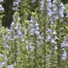 301 Great Blue Lobelia Seeds Shade Heat Cold