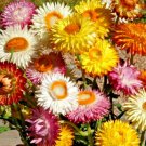 401 Strawflower Mix Seeds Wildflower Dried