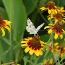 1001 Clasping Yellow Coneflower Seeds Pollinators